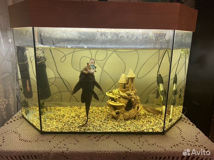 Аквариум