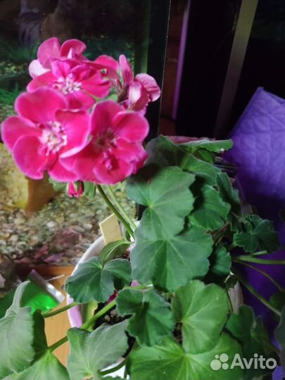 Пеларгония герань