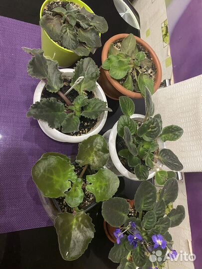 Сортовые фиалки