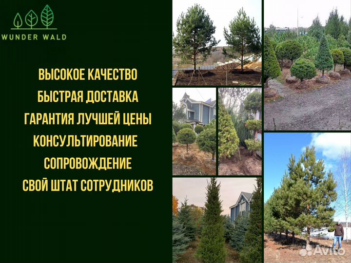 Ель крупномер 10,5. m