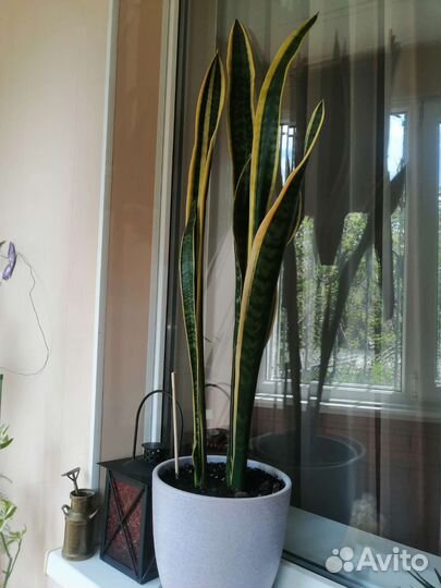 Сансевиерия
