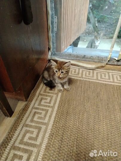 Котёнок мальчик, 1,5 месяца