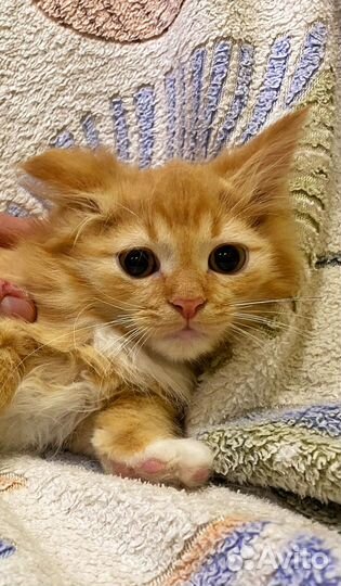 Рыжий котенок