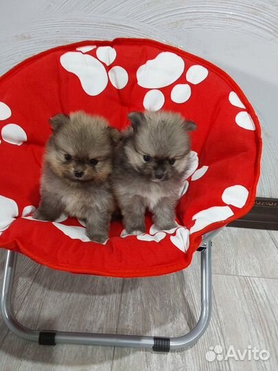 Щенки померанского шпица медвежьего типа