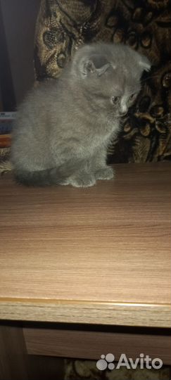 Котёнок девочка