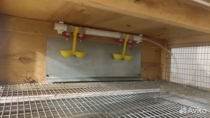 Клетки для перепелов бу