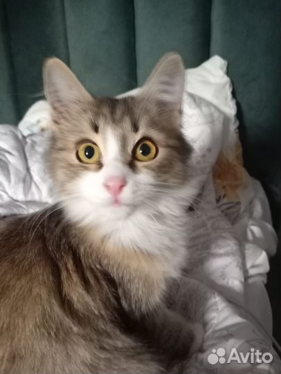 Котенок девочка в дар