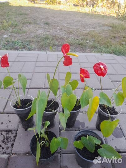 Комнатные цветы антуриум