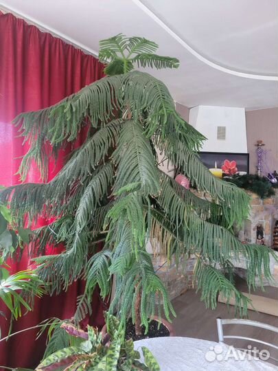 Дерево манго