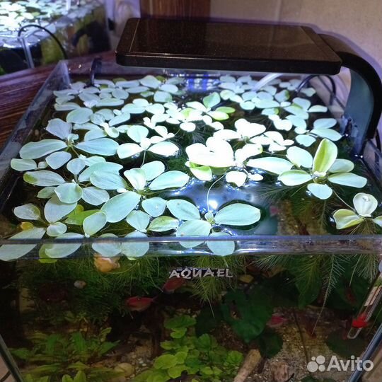 Растение пистия для аквариума