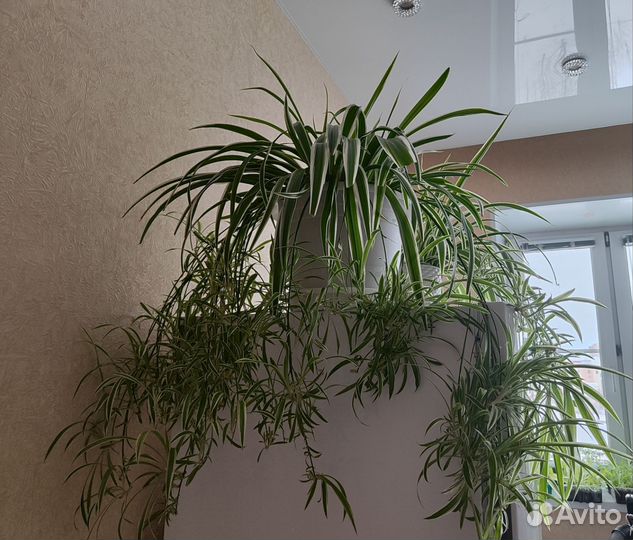 Хлорофитум хохлатый