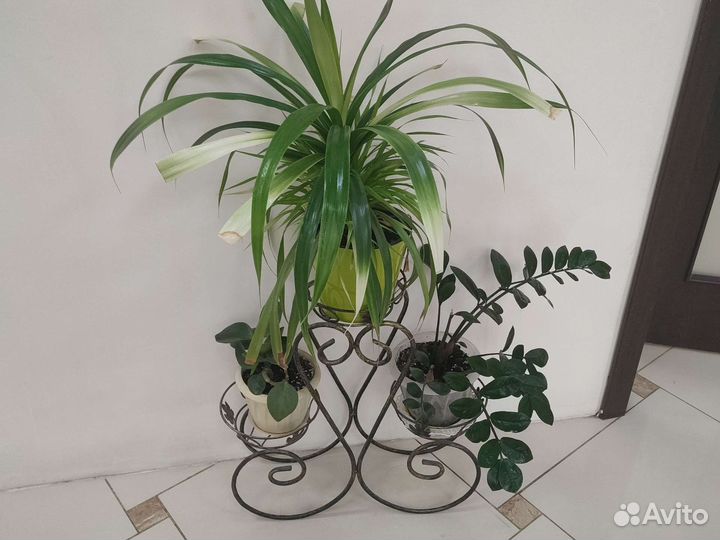 Комнатные растения цветы большие