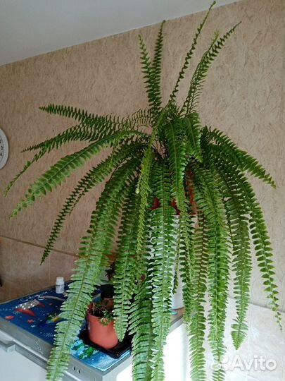 Продам цветы комнатные