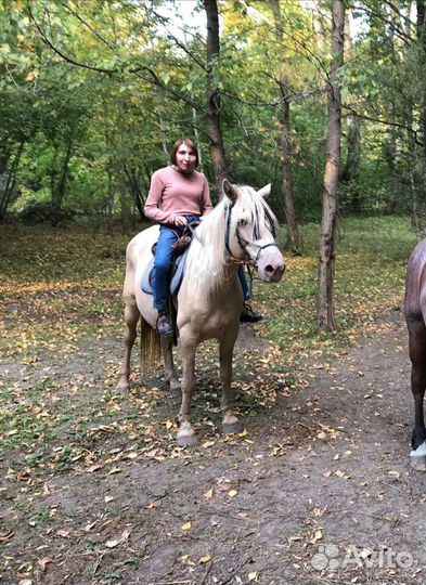 Передержка домашних животных