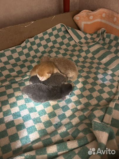Ишу кормящую кошку