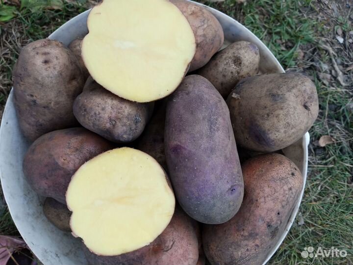 Продам картофель урожай 2023