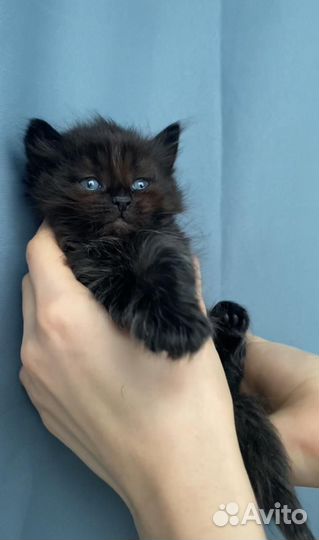 Котята Мейн куны помесь