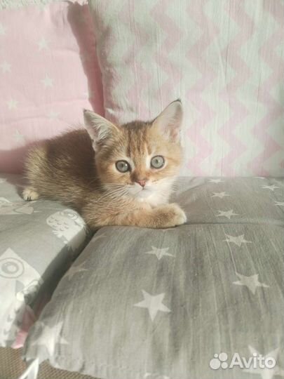 Золотая шиншилла. Питомник. Доставка