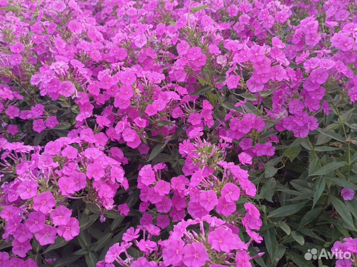 Флоксы многолетние