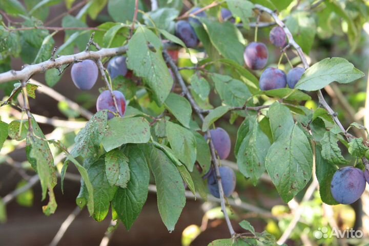 Слива Венгерка,президент