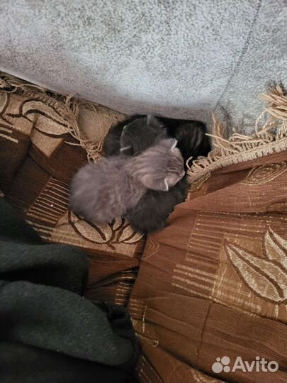 Кошки бесплатно
