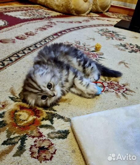 Шотландская кошка