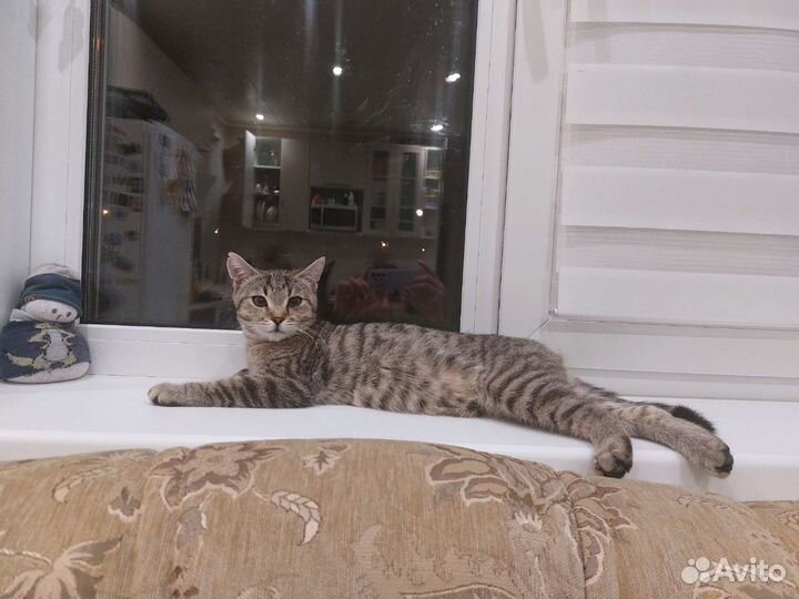 Кошка в добрые руки