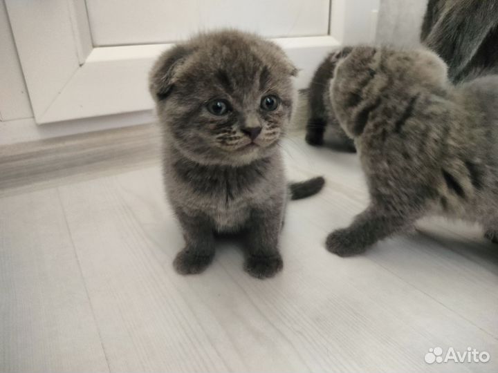 Шотландская