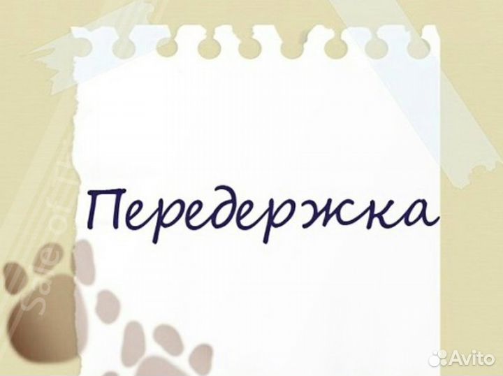 Передержка животных
