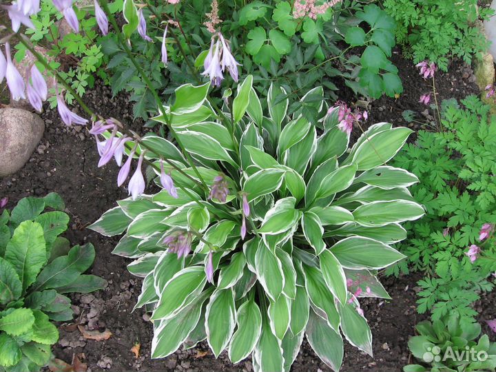 Садовые многолетние цветы