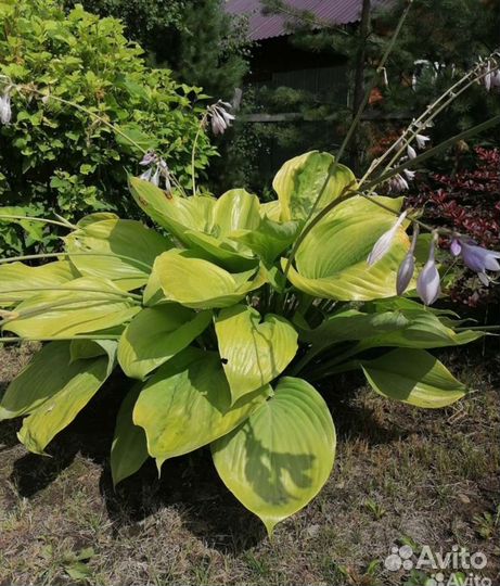 Растения для сада