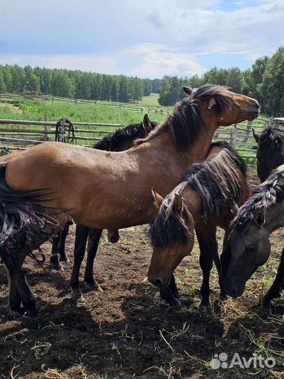 Лошадь жеребец