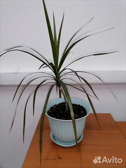 Пальма комнатная Драцена