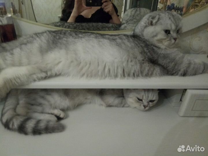 Молодой котик