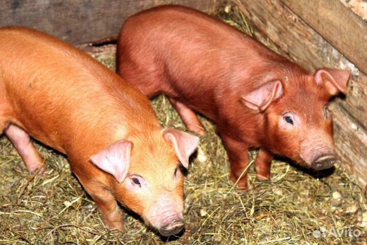 Поросята дюрок