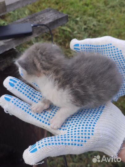 Великолепные котята