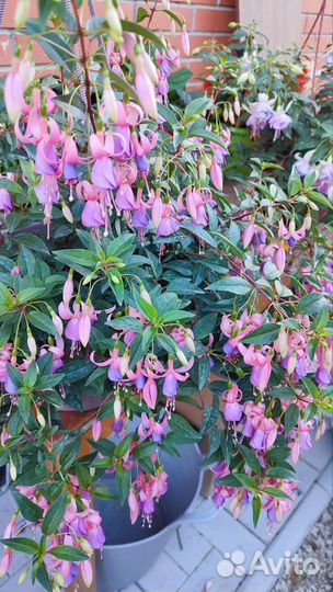 Фуксия Billy, фуксия Марленс тойка,бегония