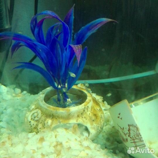 Мальки сапфирового попугая