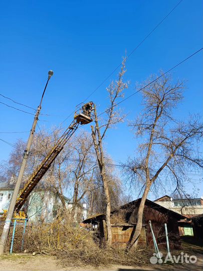 Спил деревьев