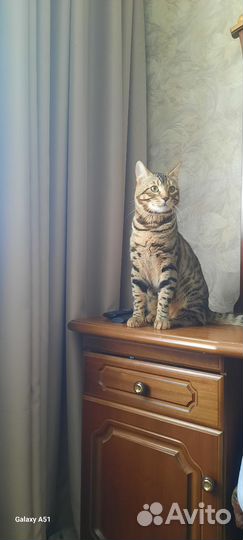Бенгальский кот бесплатно
