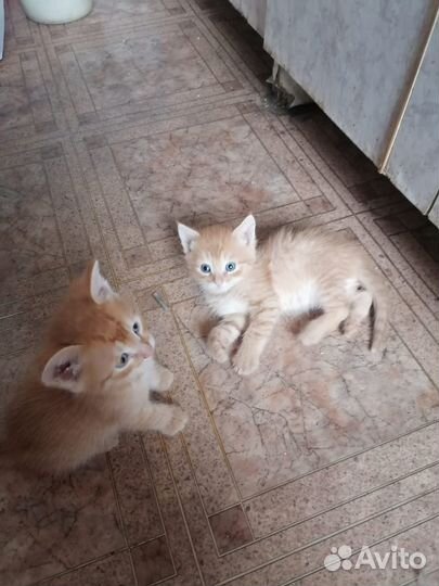 Котята в добрые руки даром