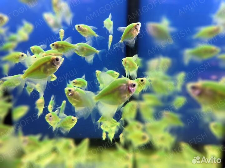 Тернеция Глофиш Зеленая Мята