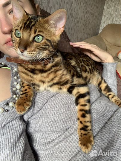 Бенгальская леопардовая кошка