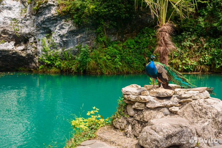 Экскурсия — Адлер — Абхазия в мини-группе: путешес