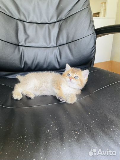 Шотландские котята+кот на вязку