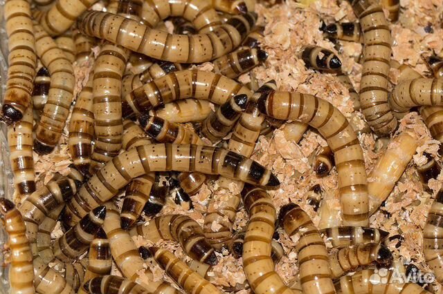 Живой корм для рептилий, пауков, птенцов, ежей