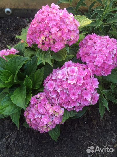 Гортензия крупнолистная саженцы Р9