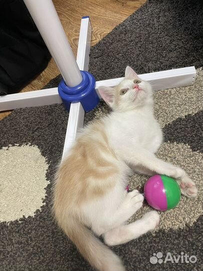 Отдам в хорошие руки котенка бесплатно