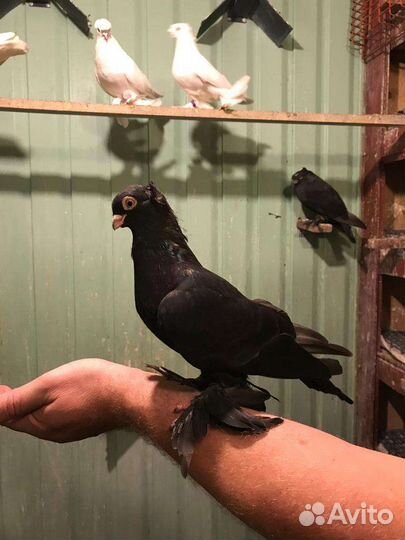 Продажа голубей узбекских, якобинцев, чехов
