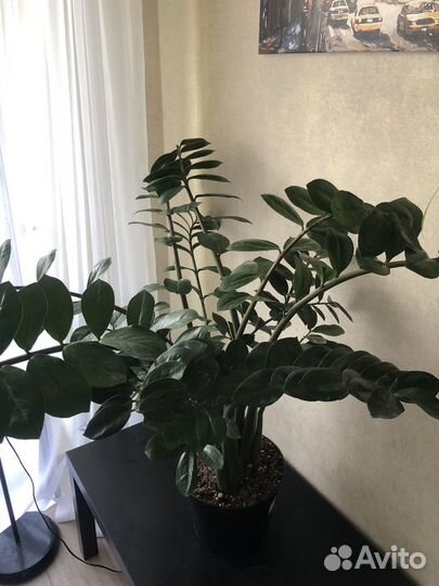 Замиокулькас